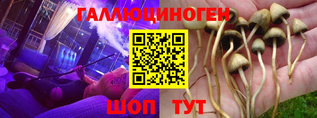 Псилоцибиновые грибы Psilocybe Крымск